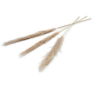 No brand Pampas Trockenblume 150 cm 3er Set natur