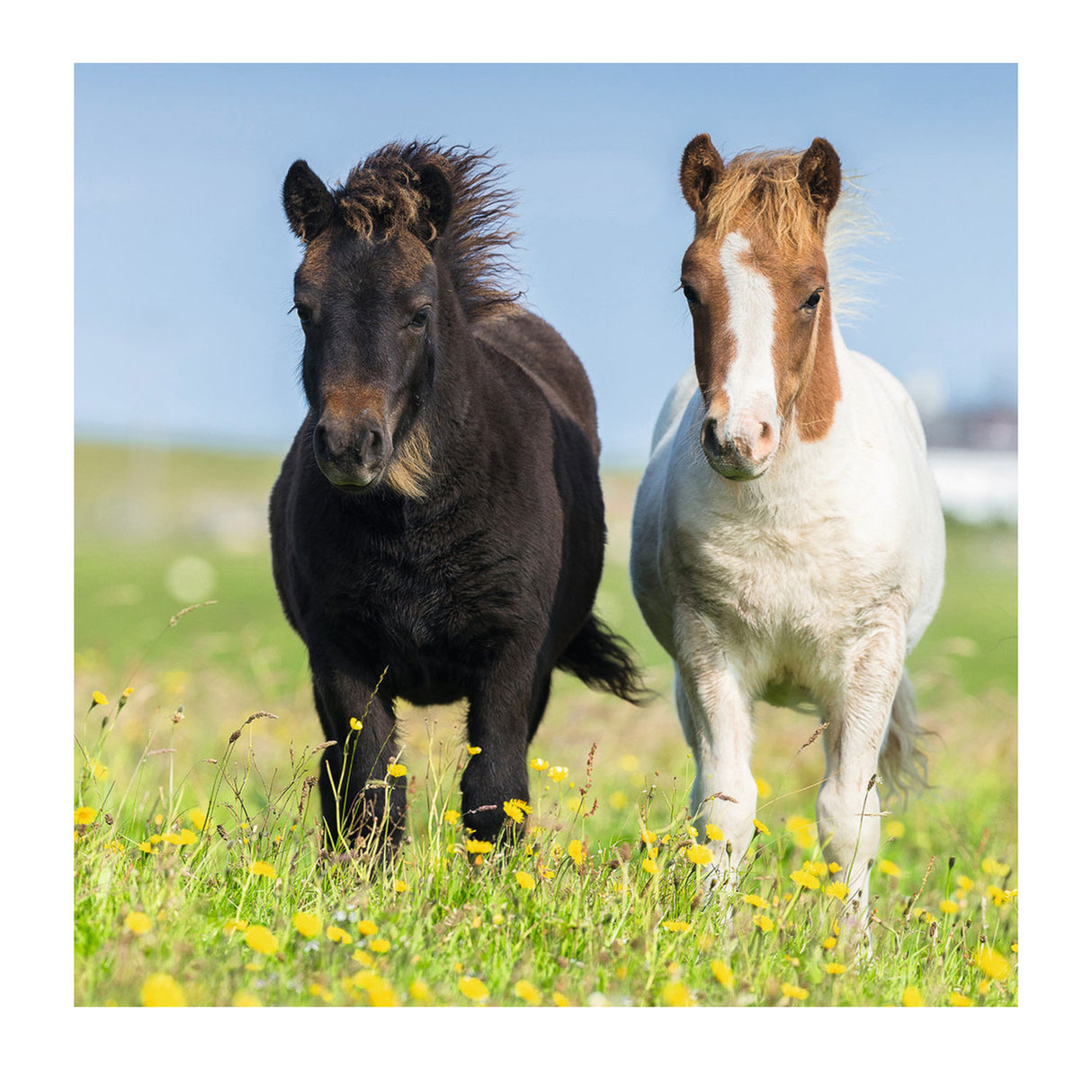 Ravensburger Puzzle süße Ponys - 3x49 Teile - Kinderpuzzle