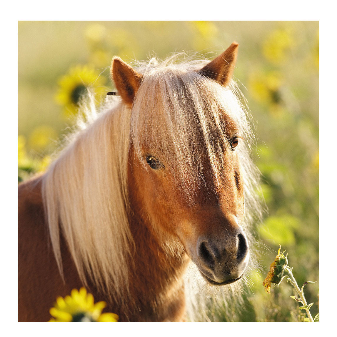 Ravensburger Puzzle süße Ponys - 3x49 Teile - Kinderpuzzle