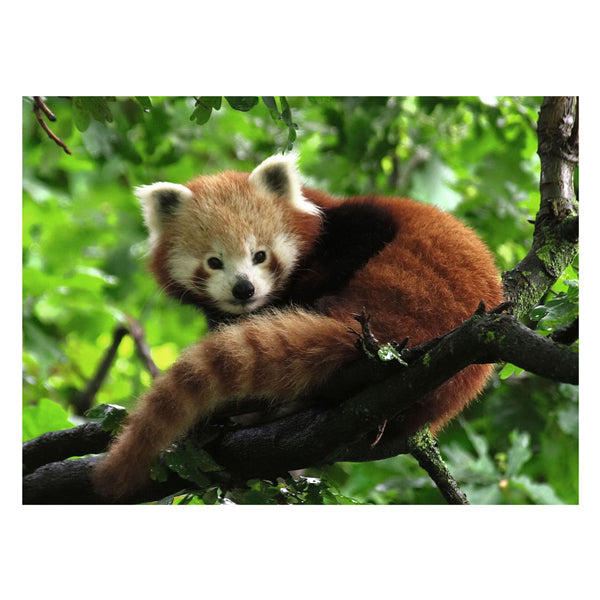 Ravensburger Puzzle süßer roter Panda 500 Stück