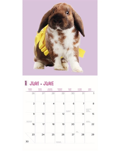 Kalender Kaninchenstudio 2025