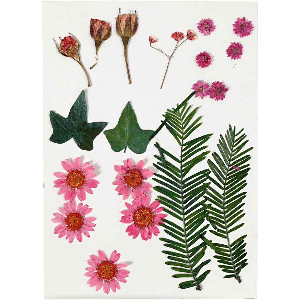 Kreativunternehmen https: www.cchobby.nl dry-flowers-and-leaves-ca-19-piece-lightred-1-box
