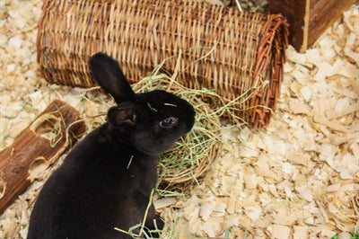 Nature First Happy Pet Heuraufe aus Weide