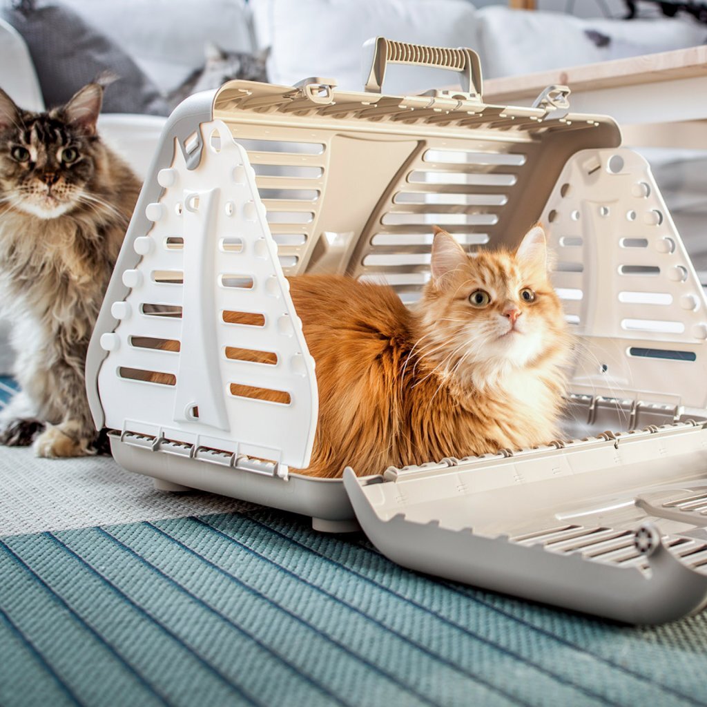 Rotho Rotho Toby Haustiertransportbox Cappuccino