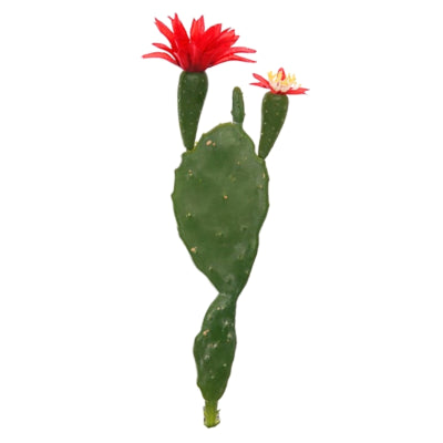 Scheibenkaktus mit Blüte rot grün 22 cm | 48 Stück