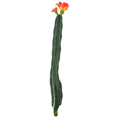 Kaktus mit Blüte orange grün 35 cm | 24 Stück