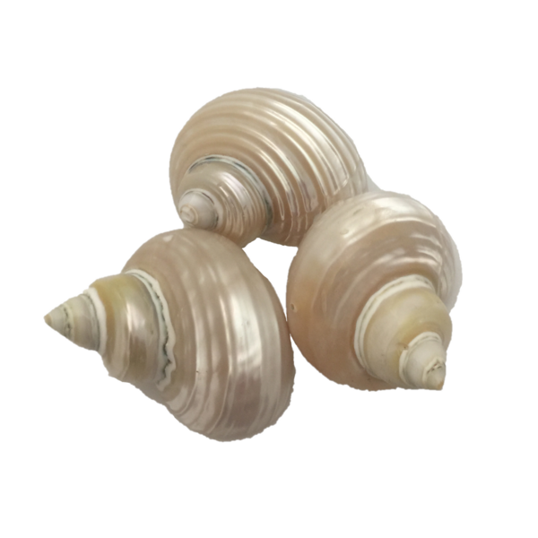 Papoose Toys Papoose Toys TeleMpu Shell 5pc