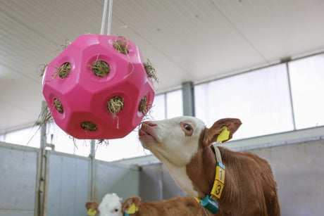 Produkte Lebensmittel Spielball rosa