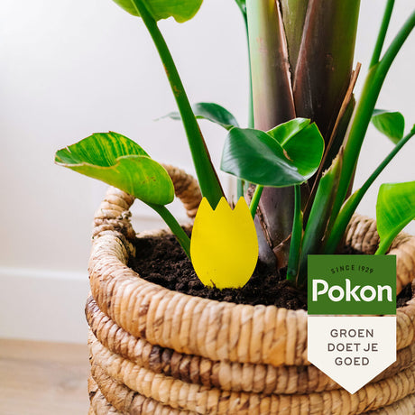Pokon Products Bio-Klebefallen gegen Blumenerdefliegen 15 Stk