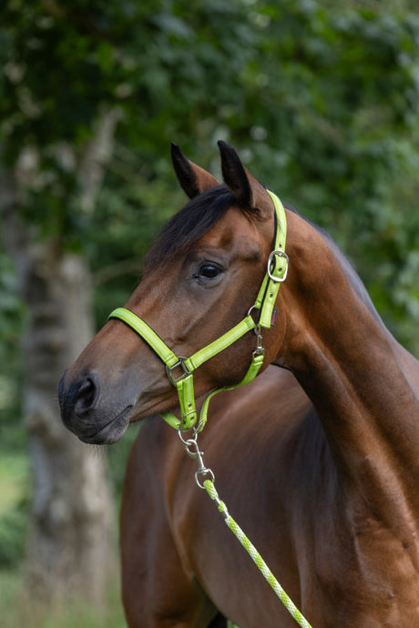 Abi producten halstertouw mustang karjnhaak 200cm groen