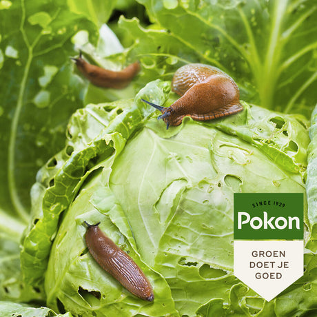 Pokon-Produkte Bio gegen Schnecken Granulat 450gr