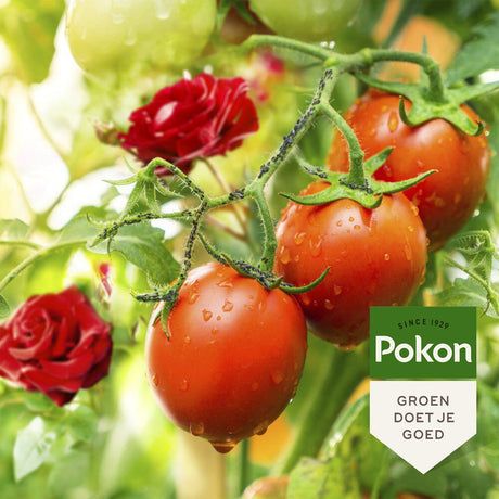 Pokon Bio-Insektenschutzkonzentrat 225 ml Polysect Gyo
