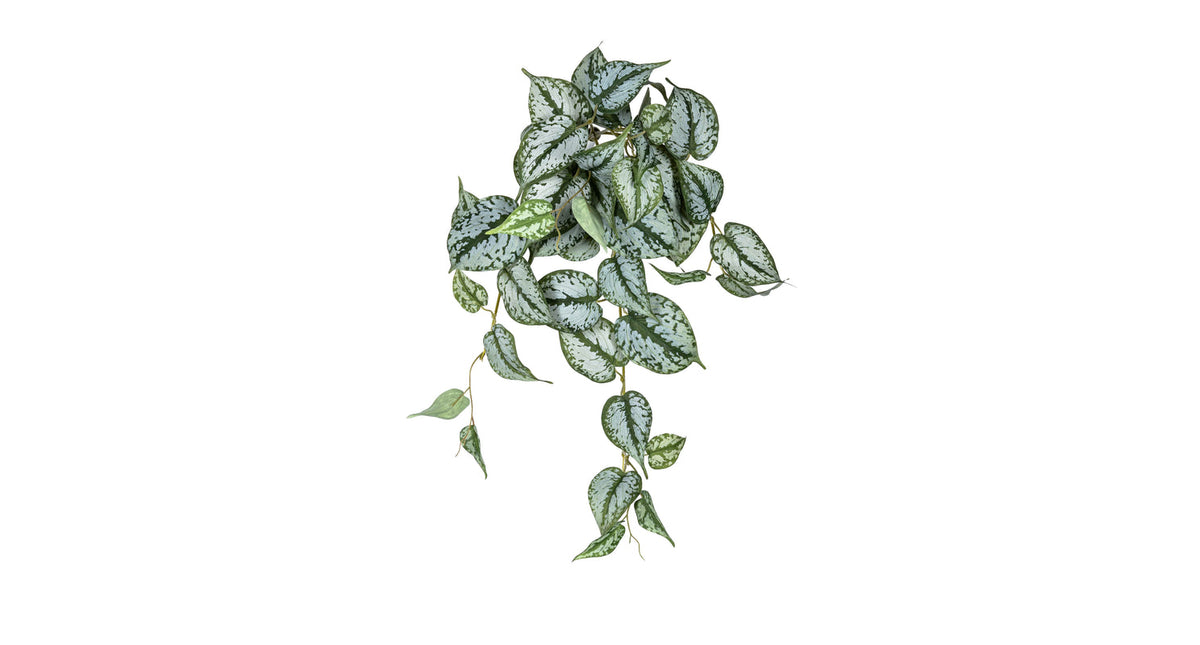Scindapsus hanger l45cm groen