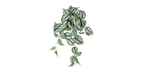 Scindapsus hanger l45cm groen