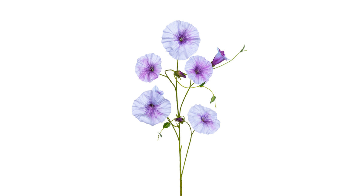 Morning glory l90cm lila
