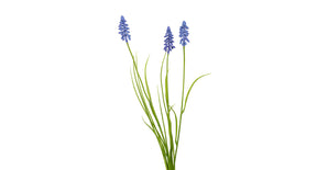 Muscari gras l70cm blauw