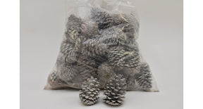 Pinus maritima 14-18 cm white washed poly 50 pc