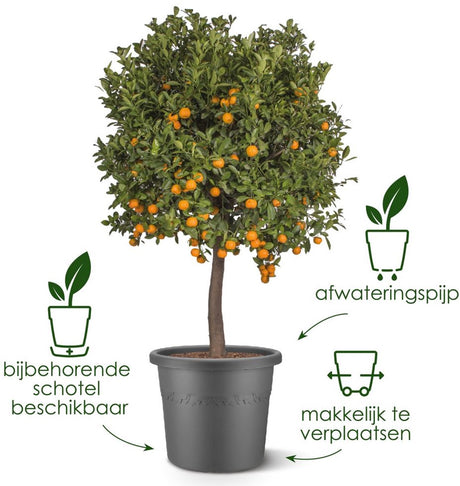Elho algarve cilindro 48 - bloempot voor buiten - 100% gerecycled plastic - ø 48 x h 29 cm - paddenstoel beige
