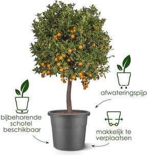 Elho Algarve Cilindro 35 – Blumentopf für den Außenbereich – 100 % recycelter Kunststoff – ø 34,5 x H 29 cm – Anthrazit