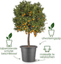 Elho Algarve Cilindro 30 cm Blumentopf – Anthrazit