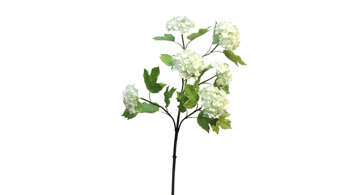 Viburnum roseum x6 cream 60cm