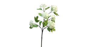 Viburnum roseum x6 cream 60cm