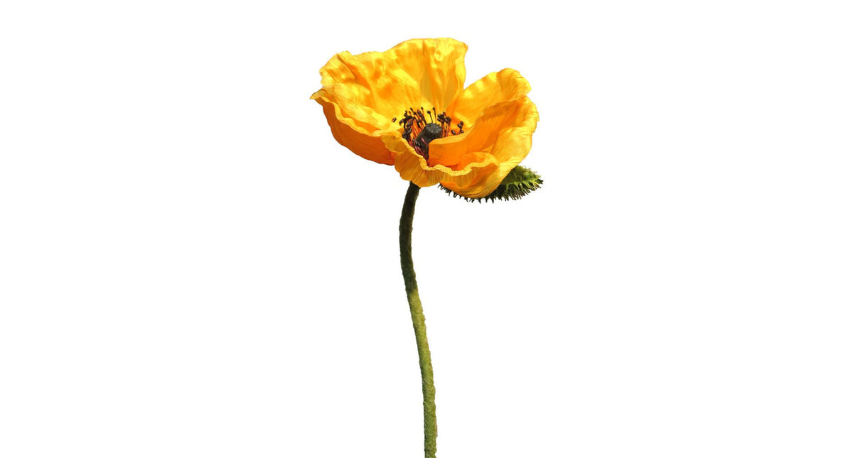 Papaver nudicaule yellow open flower 70cm