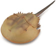 Collecta Figur - Pfeilschwanzkrebs - (XL) - Vorgeschichte - handbemalt - Miniatur