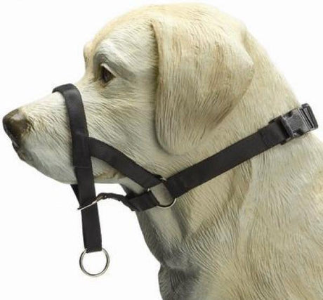 Beeztees Hundekontrolle – Hundehalsband – Schwarz – XL