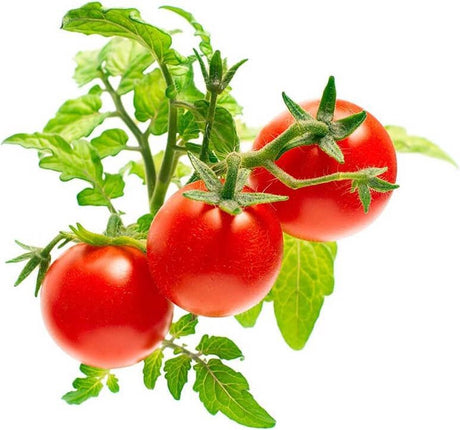 Click and Grow Click Grow Nachfülltomaten 3 Stück
