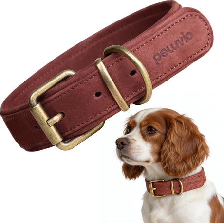 Peluvio Rexor – Hundehalsband aus Leder – braun – S-M 30,5–38 cm – 3 cm breit – verstellbares Halsband aus Rindsleder – Schnalle aus Kupfer – für kleine und mittelgroße Hunde