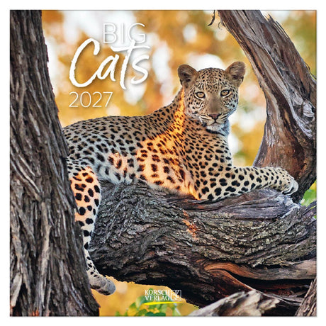 Korsch verlag big cats kalender 2027