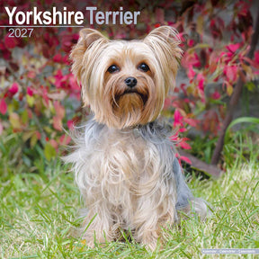 Avonside yorkshire terrier kalender 2027