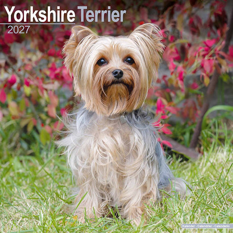 Avonside yorkshire terrier kalender 2027