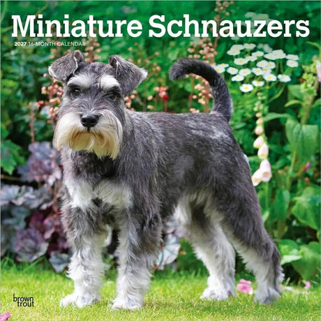 Browntrout miniatuur schnauzer kalender 2027