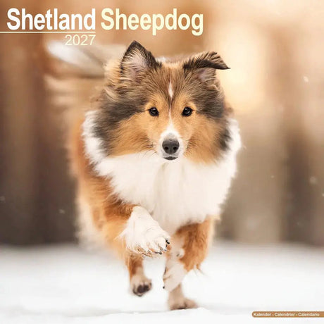 Avonside shetland sheepdog kalender 2027