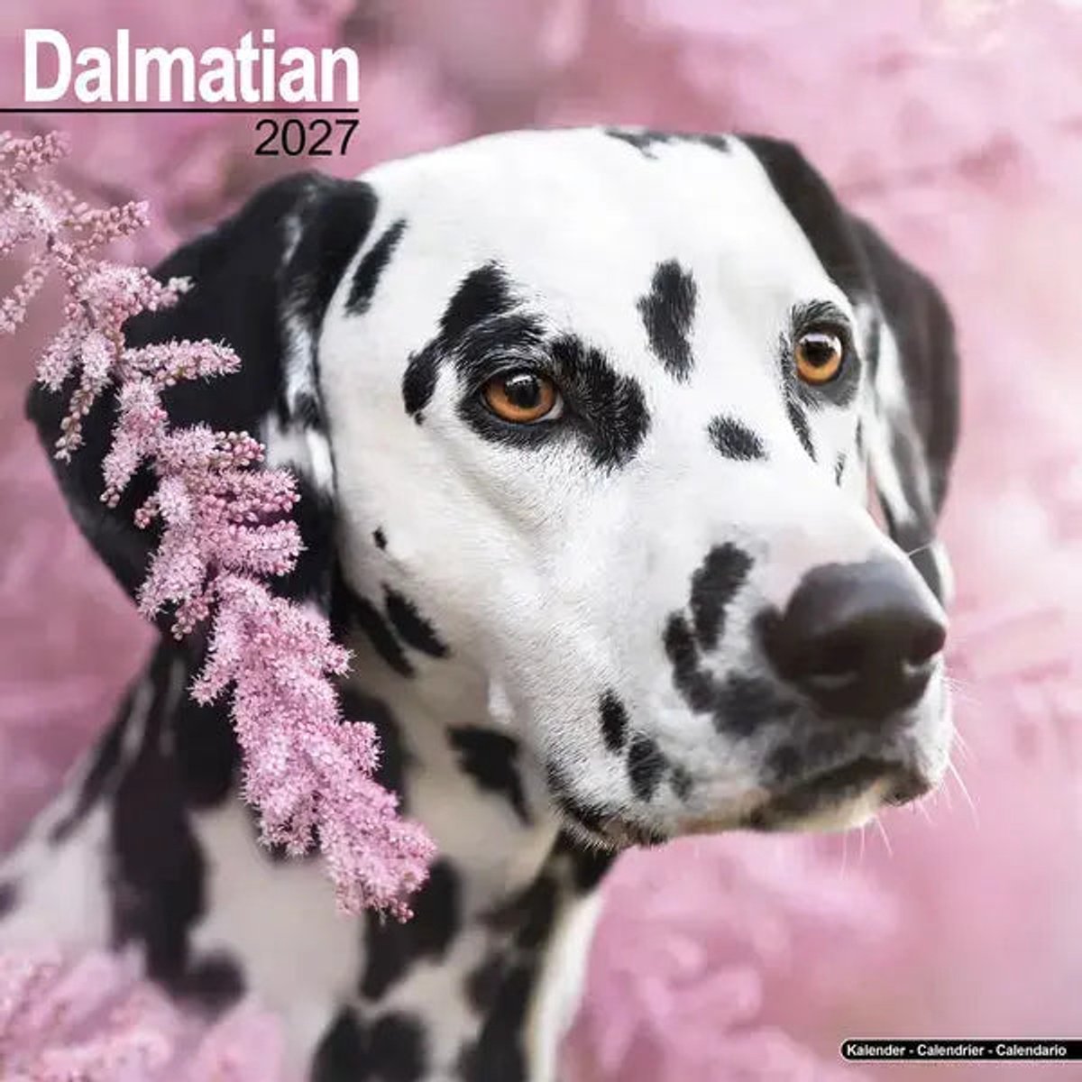 Avonside dalmatier kalender 2027