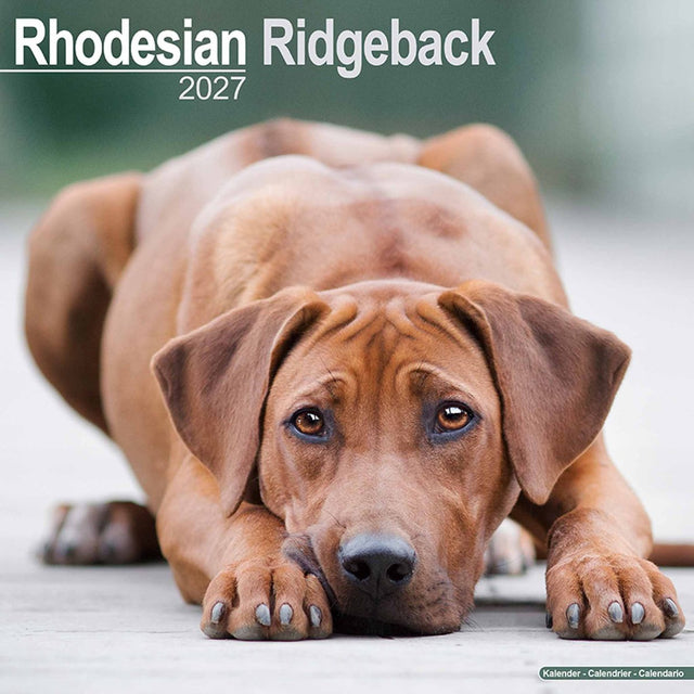 Avonside rhodesian ridgeback kalender 2027
