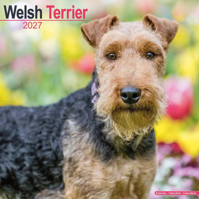 Avonside welsh terrier kalender 2027