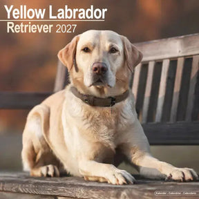 Avonside labrador retriever blond kalender 2027