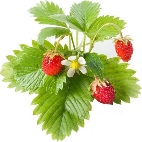 Click and Grow Click Grow Nachfüllpackung Walderdbeeren, 3er-Pack