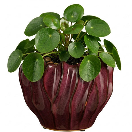 Mica decorations planten bloempot thom - bordeaux rood - keramiek - 17 x 22 cm