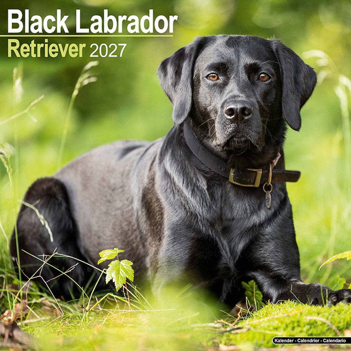 Avonside labrador retriever zwart kalender 2027