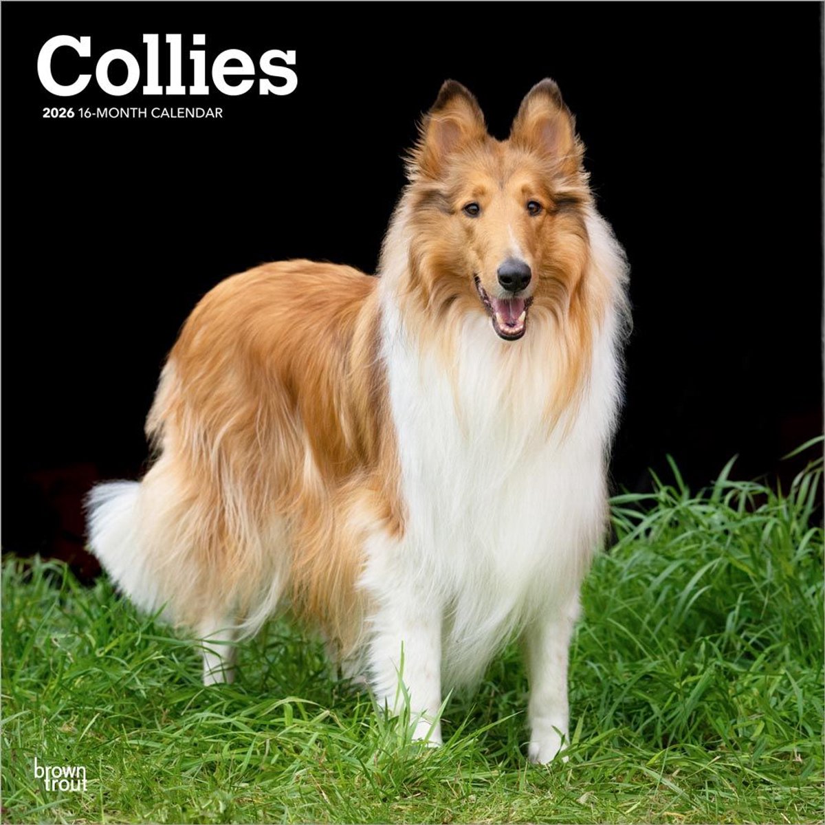 Browntrout schotse herder collie kalender 2026