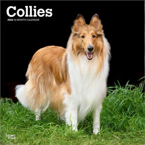 Browntrout schotse herder collie kalender 2026