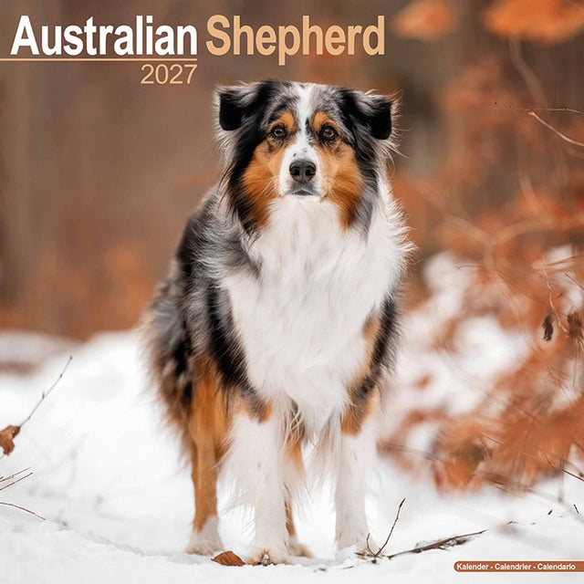 Avonside australian shepherd kalender 2027