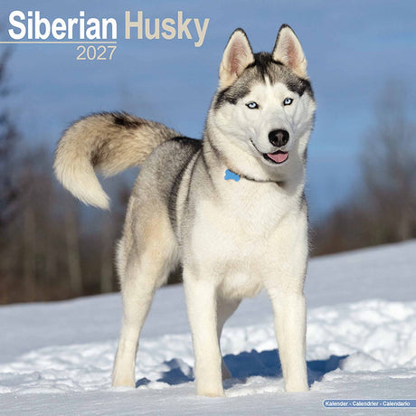 Avonside siberian husky kalender 2027