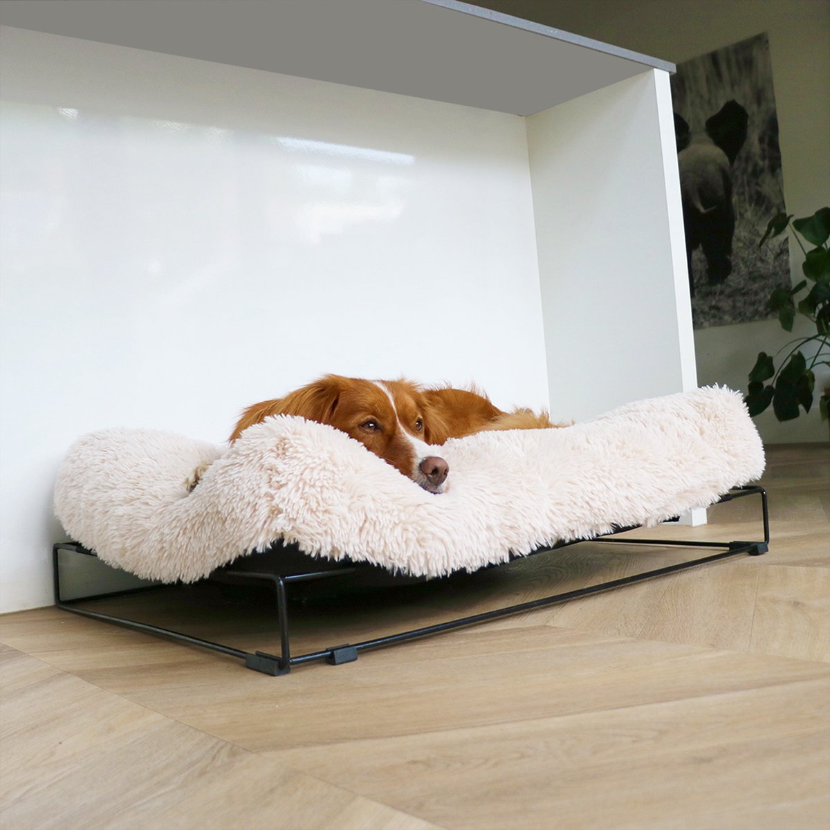 D·d Home - Hund - Amy Kissen mit Rahmen L - 110x80x25cm weiß - 227259