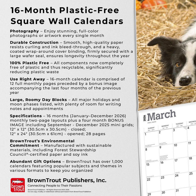 Browntrout border collie kalender 2026