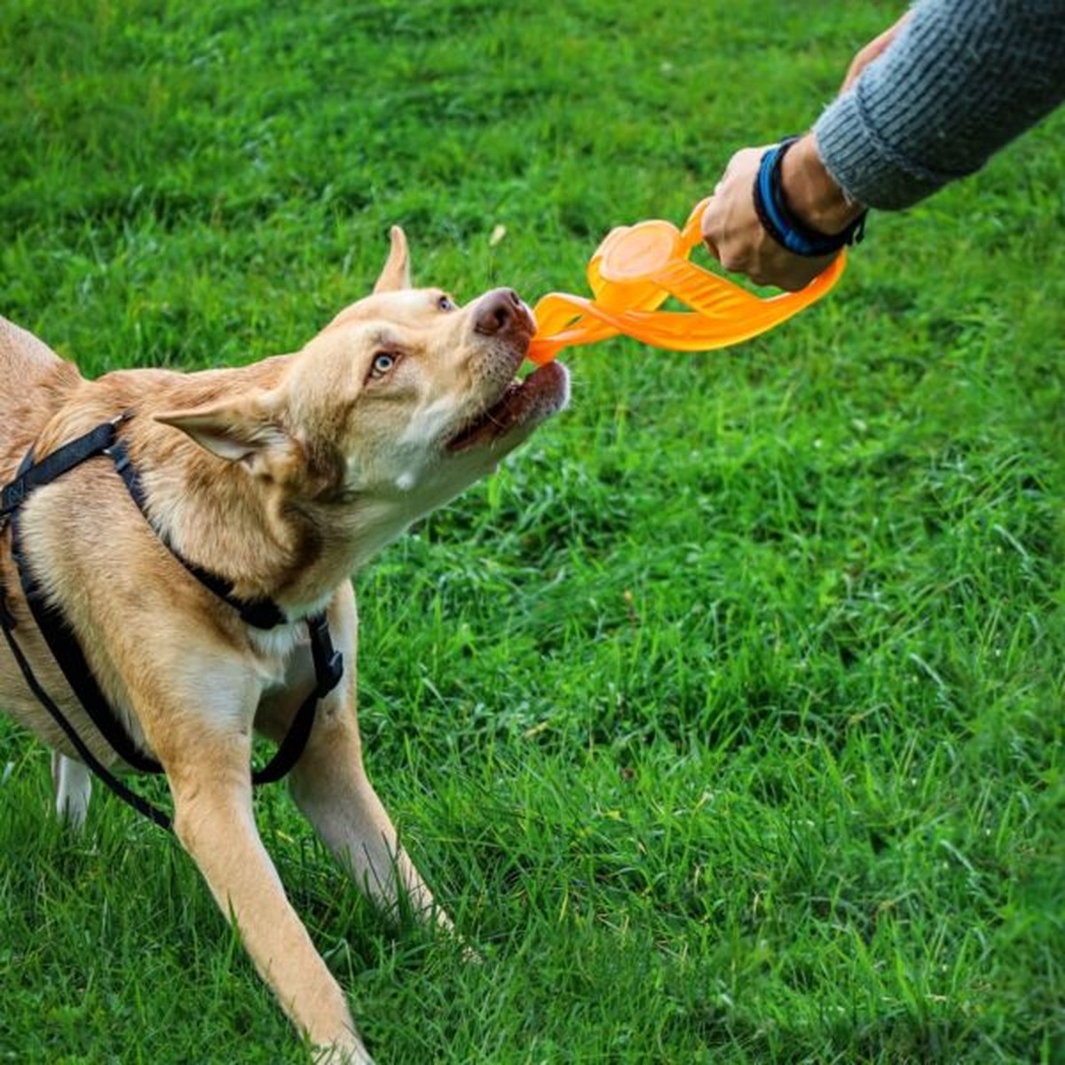 Bionic toss-n-tug ring 23cm oranje